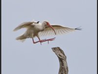 Large Birds14