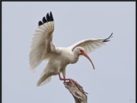Large Birds15