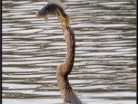 Large Birds16
