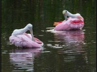 Large Birds17