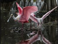 Large Birds18