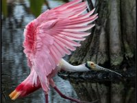 Large Birds19
