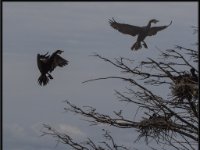 Large Birds20