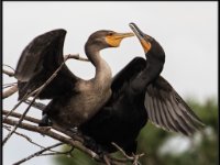 Large Birds21