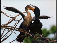 Large Birds22