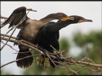 Large Birds23