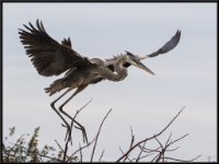 Large Birds24