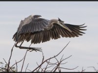 Large Birds25