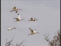 Large Birds26