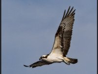 Large Birds29