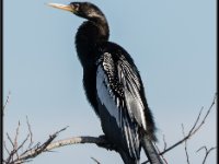 Large Birds3