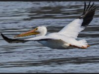 Large Birds30