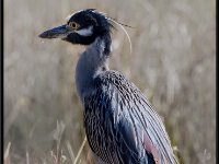 Large Birds31