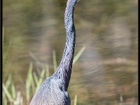 Large Birds32