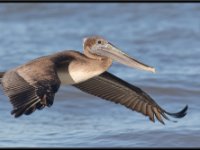 Large Birds34