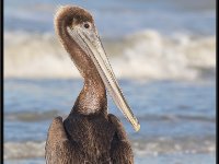 Large Birds36