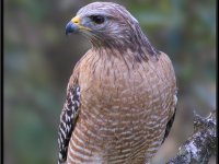 Large Birds37
