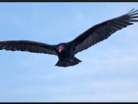 Large Birds38