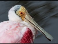 Large Birds4