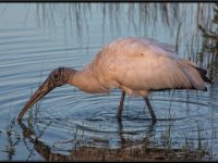Large Birds42