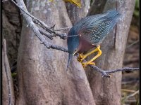 Large Birds43