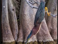 Large Birds44