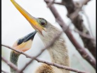 Large Birds46
