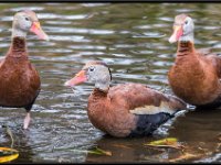 Large Birds48