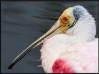 Large Birds5