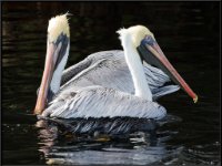 Large Birds50