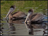 Large Birds51
