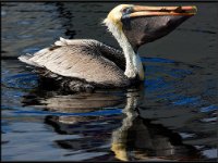 Large Birds52