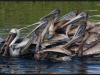 Large Birds54