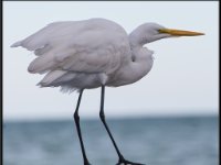 Large Birds56