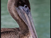Large Birds57