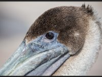 Large Birds58