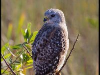 Large Birds59