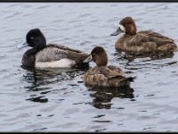 Large Birds6
