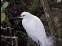 Large Birds60