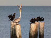 Large Birds62