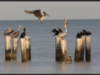 Large Birds63