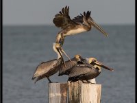 Large Birds64