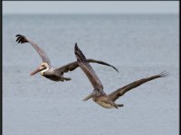 Large Birds67