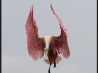 Large Birds7