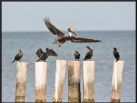 Large Birds71