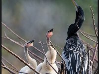 Large Birds72