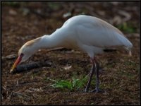 Large Birds74