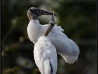 Large Birds75