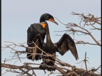 Large Birds78