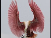 Large Birds8
